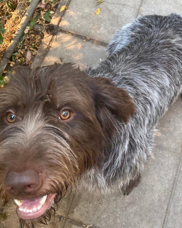 Zeus, a Wirehaired Pointing Griffon at Anderson K9 Kennels