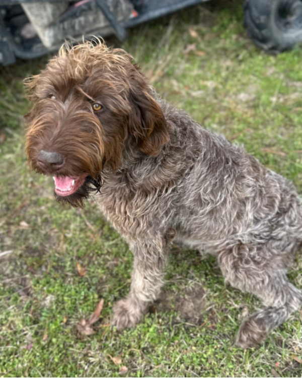 Maggie, a Wirehaired Pointing Griffon at Anderson K9 Kennels