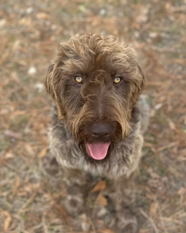 Molly, a Wirehaired Pointing Griffon at Anderson K9 Kennels
