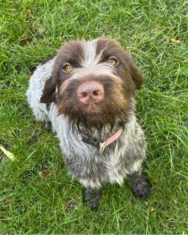 Hera, a Wirehaired Pointing Griffon at Anderson K9 Kennels