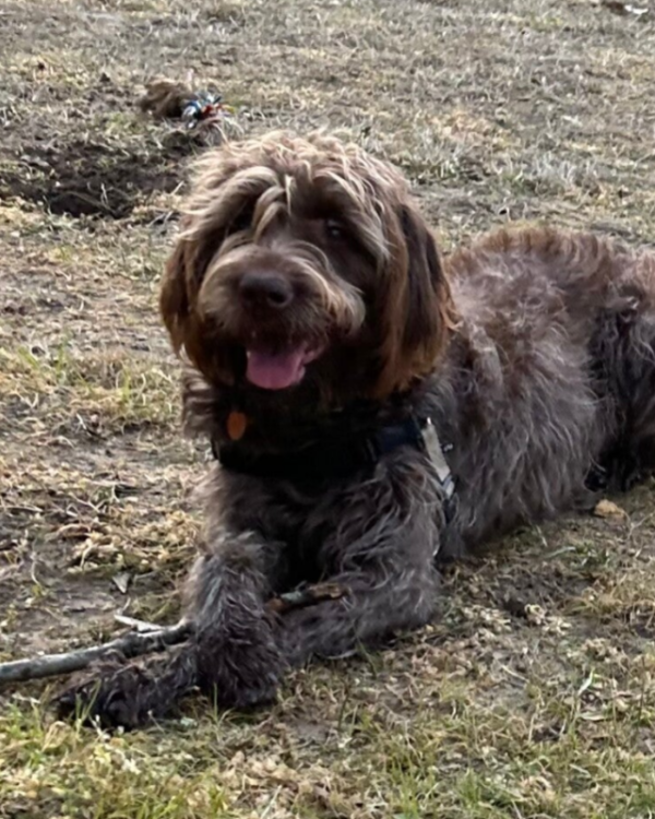Boe, a Wirehaired Pointing Griffon at Anderson K9 Kennels