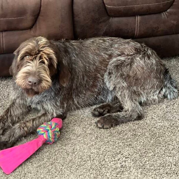 Bella, a Wirehaired Pointing Griffon at Anderson K9 Kennels