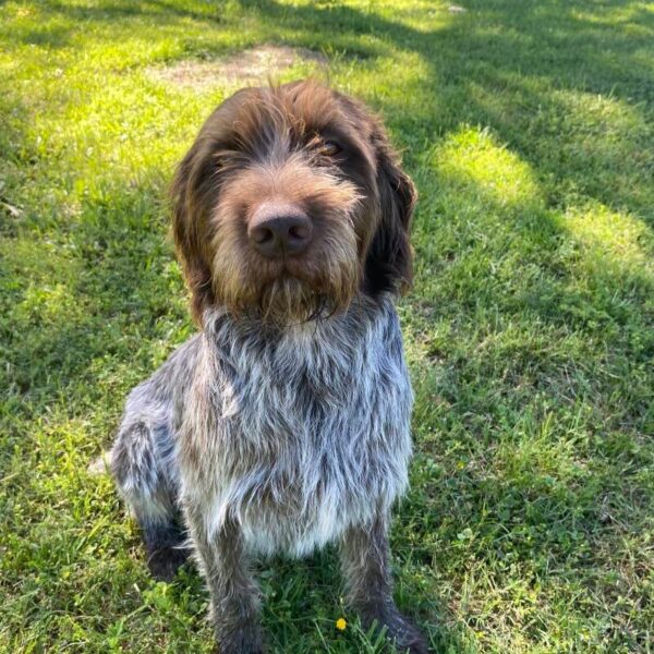Wirehaired Pointing Griffon at Anderson K9 Kennels