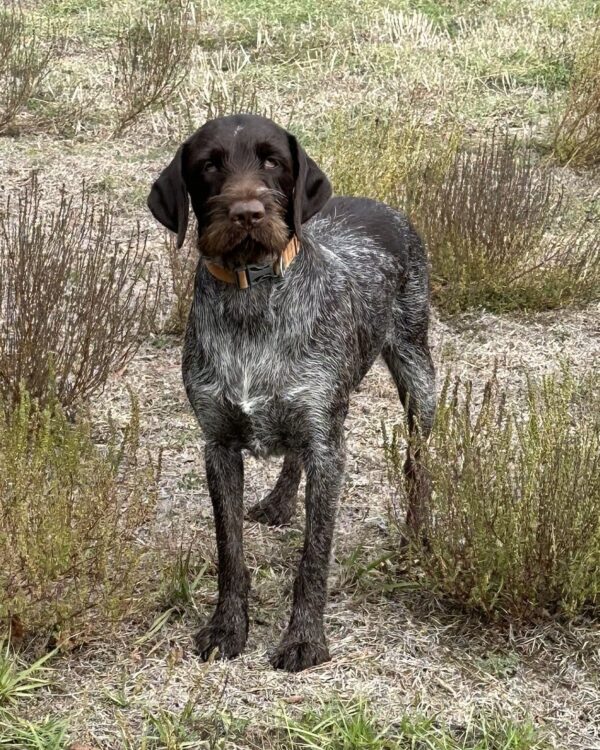Texas Ann, a Wirehaired Pointing Griffon at Anderson K9 Kennels