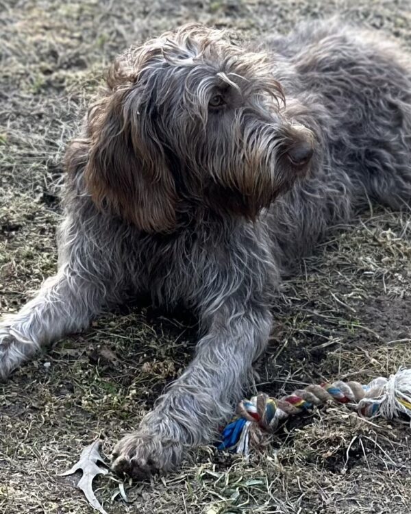 Lily Pad, a Wirehaired Pointing Griffon at Anderson K9 Kennels