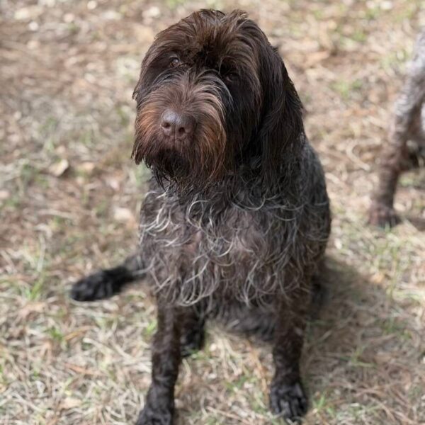 Wirehaired Pointing Griffon at Anderson K9 Kennels