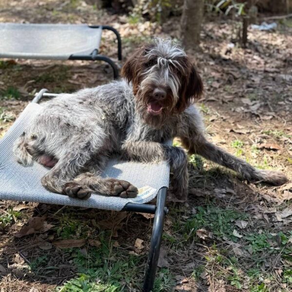 Wirehaired Pointing Griffon at Anderson K9 Kennels