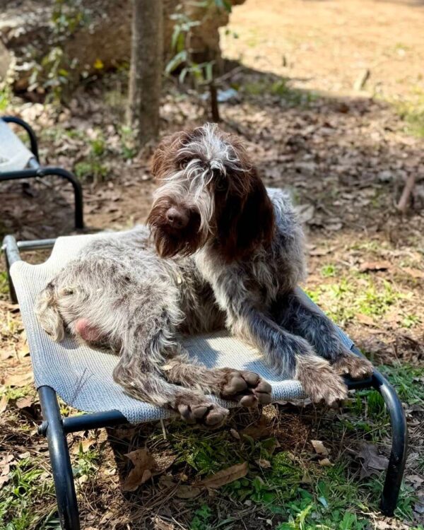 Gus, a Wirehaired Pointing Griffon at Anderson K9 Kennels