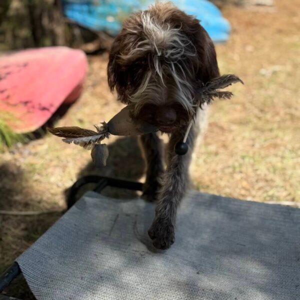 Wirehaired Pointing Griffon at Anderson K9 Kennels