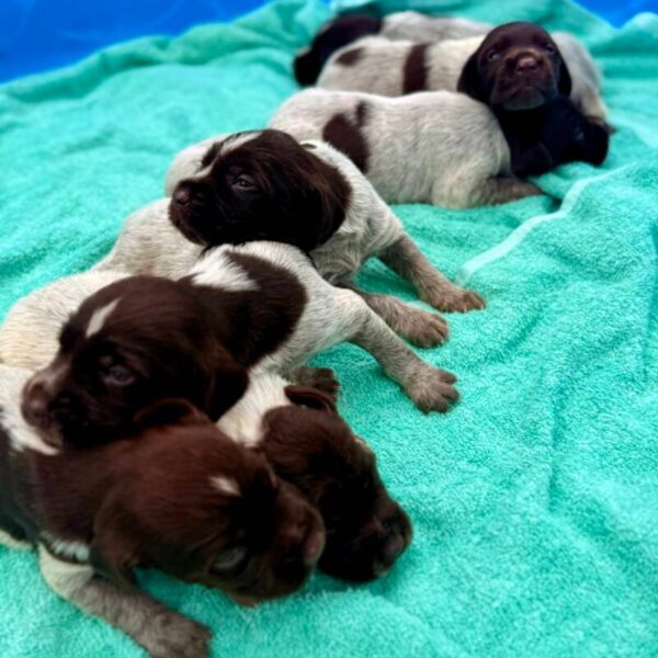 Litter from the Dan & Josie litter