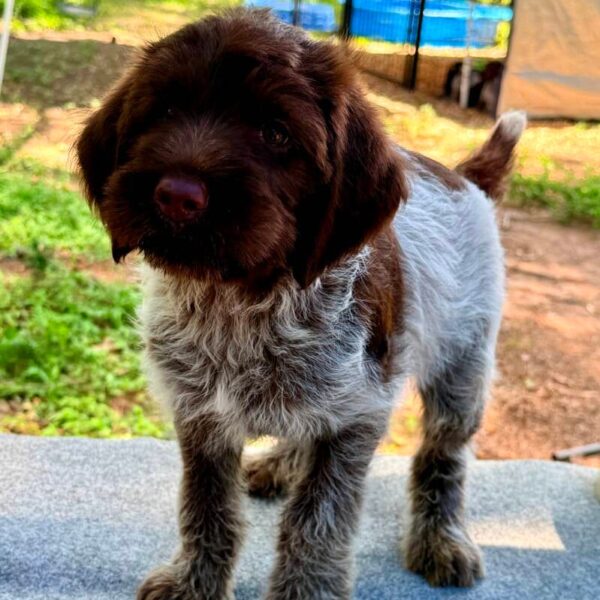 Male #1 from the Dan & Lilly litter