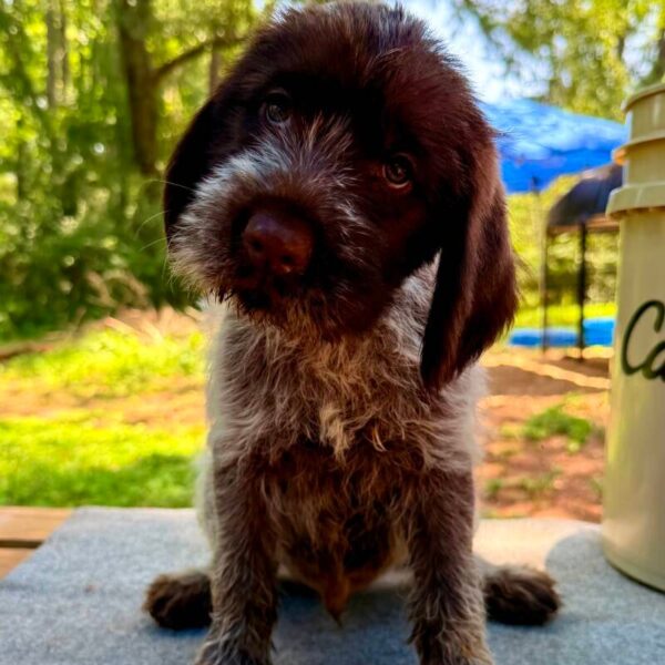 Male #2 from the Dan & Lilly litter