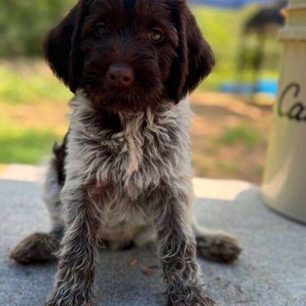 Female #1 from the Dan & Lilly litter