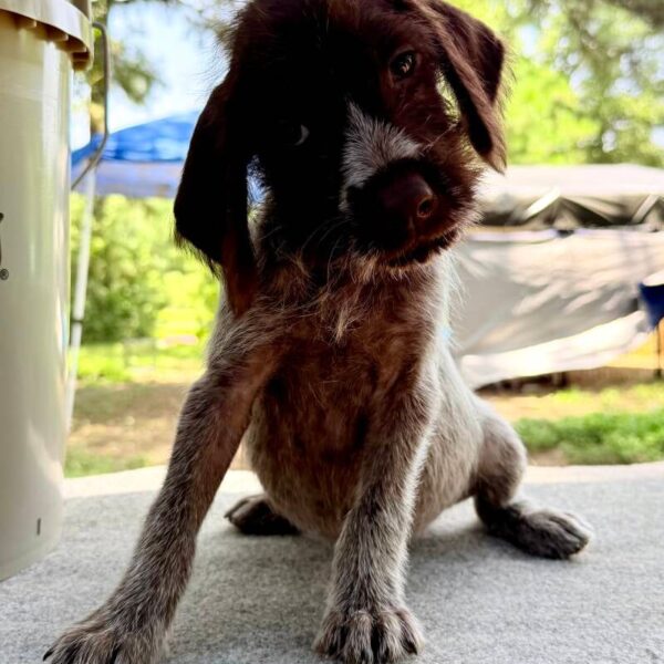 Wirehaired Pointing Griffon at Anderson K9 Kennels