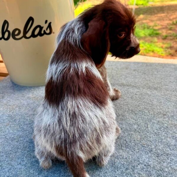 Wirehaired Pointing Griffon at Anderson K9 Kennels