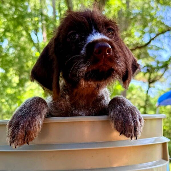 Male #1 from the Ouija & Boone litter