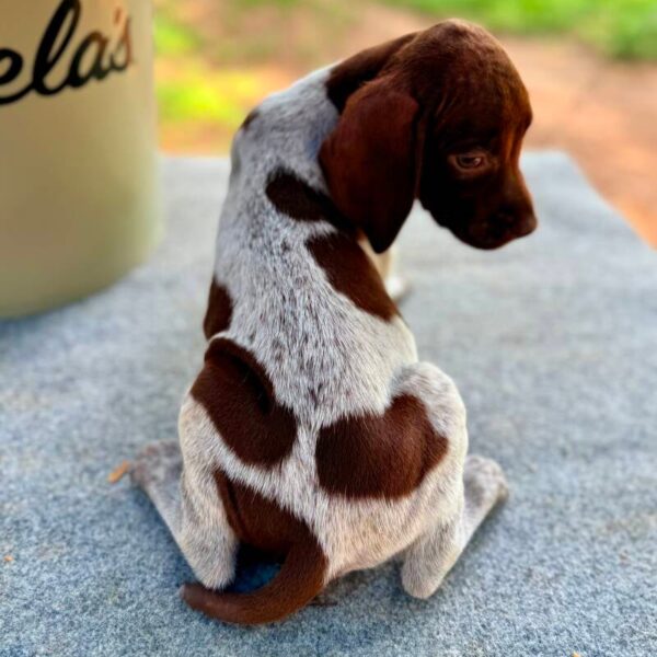 Wirehaired Pointing Griffon at Anderson K9 Kennels
