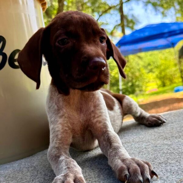 Male #2 from the Ouija & Boone litter