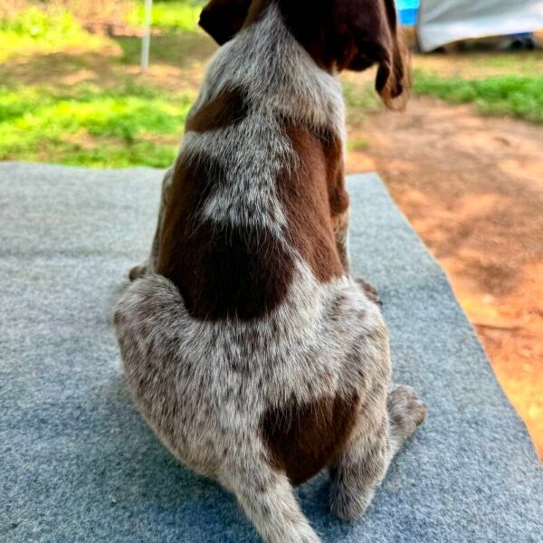Wirehaired Pointing Griffon at Anderson K9 Kennels