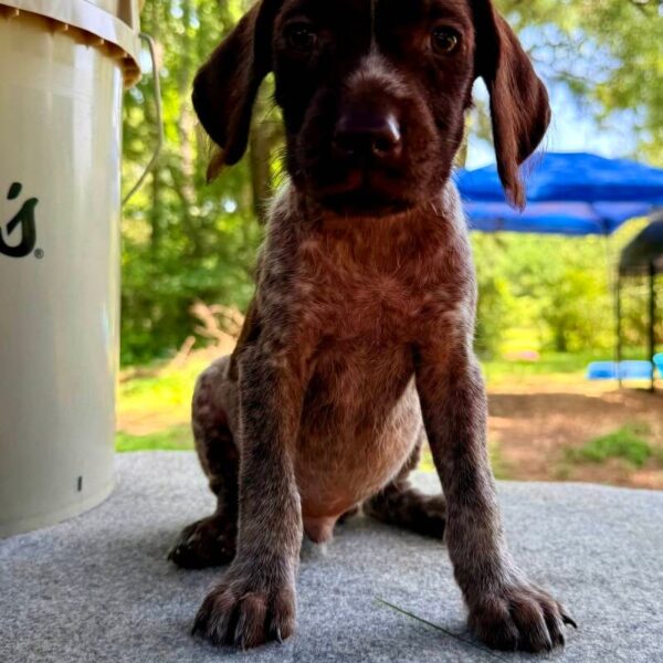 Male #3 from the Ouija & Boone litter