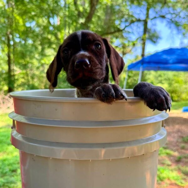Wirehaired Pointing Griffon at Anderson K9 Kennels