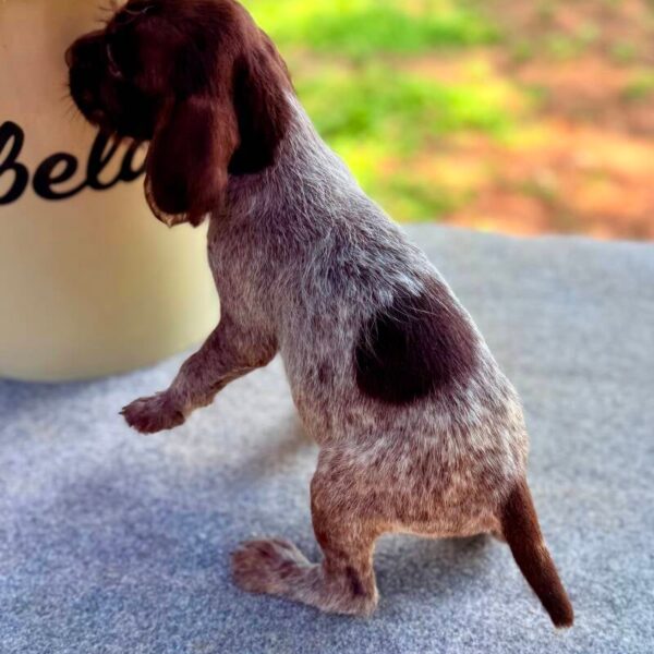 Wirehaired Pointing Griffon at Anderson K9 Kennels