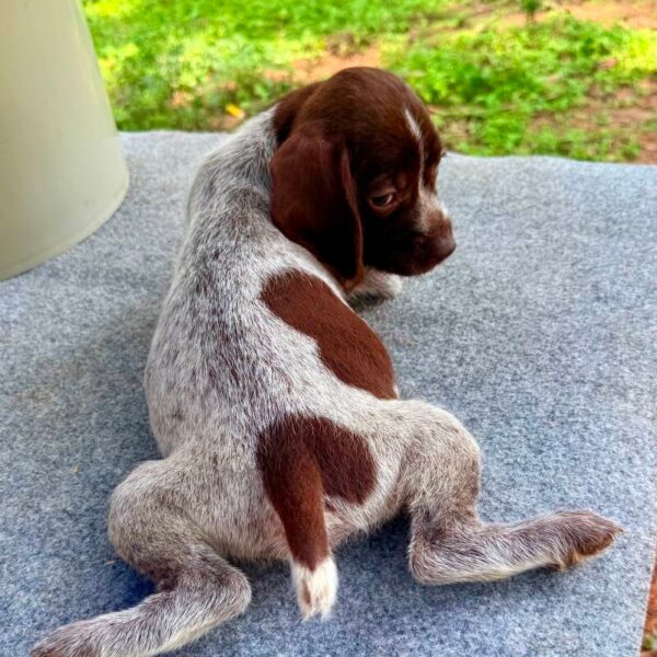 Wirehaired Pointing Griffon at Anderson K9 Kennels