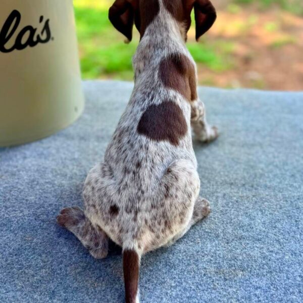 Wirehaired Pointing Griffon at Anderson K9 Kennels