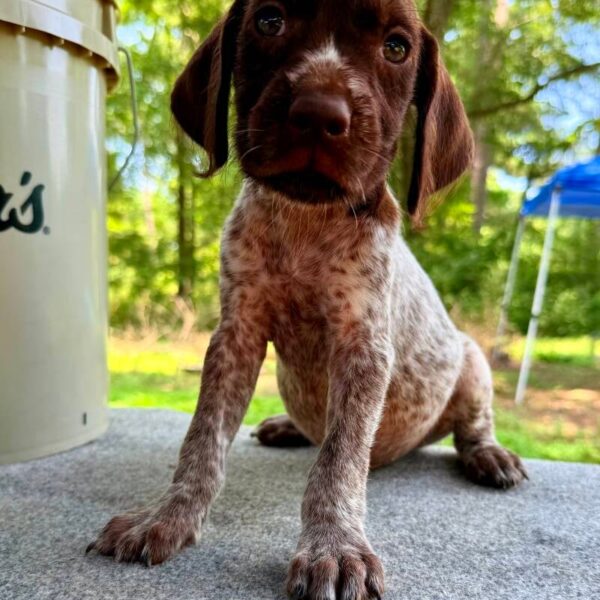 Male #6 from the Ouija & Boone litter