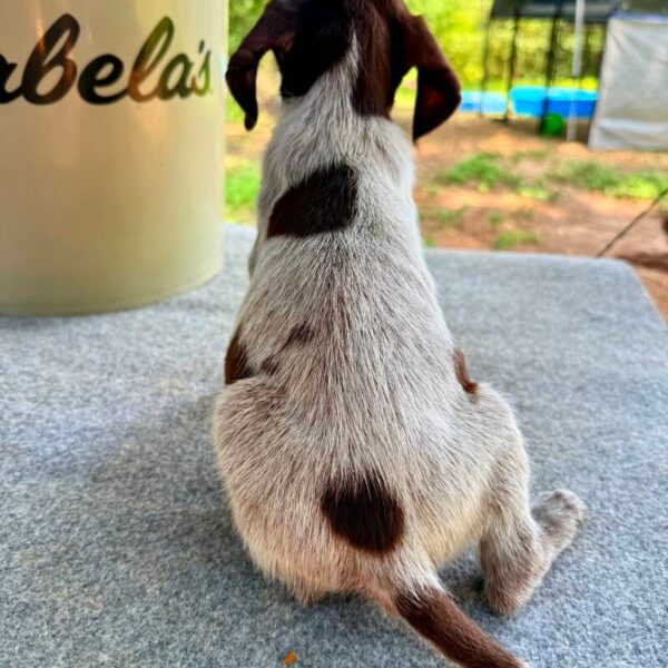 Wirehaired Pointing Griffon at Anderson K9 Kennels