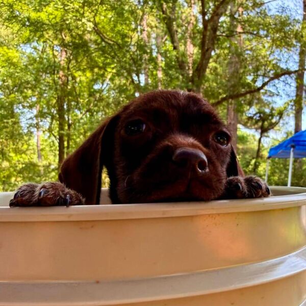 Wirehaired Pointing Griffon at Anderson K9 Kennels