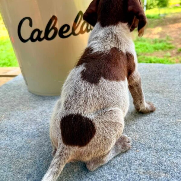 Wirehaired Pointing Griffon at Anderson K9 Kennels
