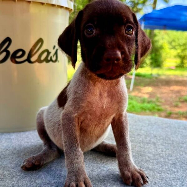 Female #2 from the Ouija & Boone litter