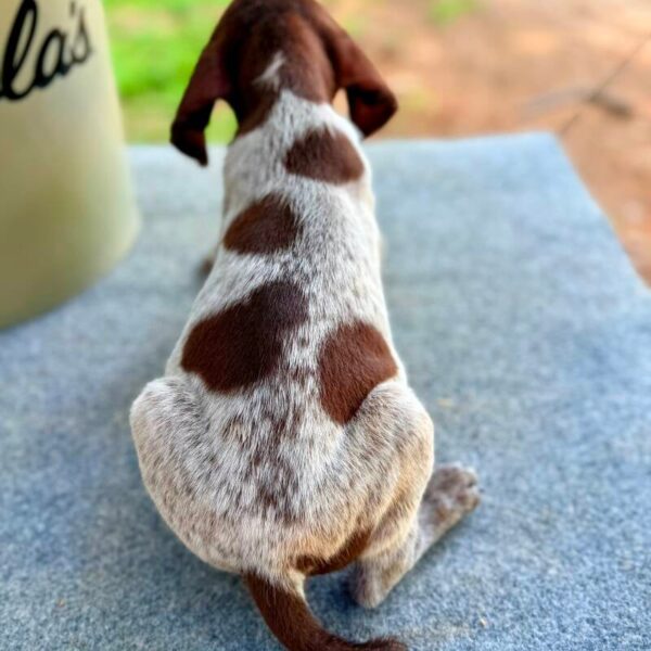Wirehaired Pointing Griffon at Anderson K9 Kennels