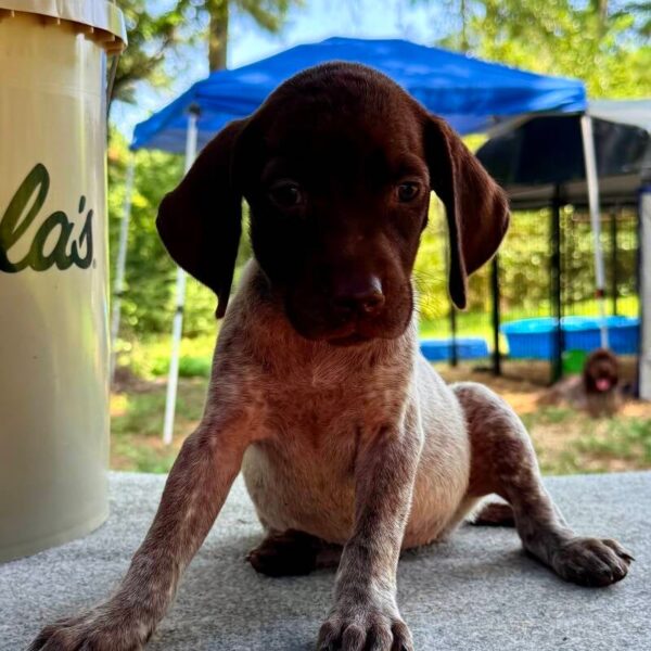 Female #3 from the Ouija & Boone litter