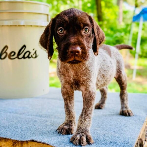 Male #4 from the Ouija & Boone litter