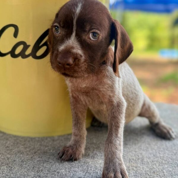 Male #5 from the Ouija & Boone litter