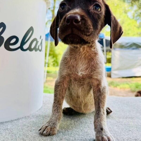 Female #1 from the Ouija & Boone litter