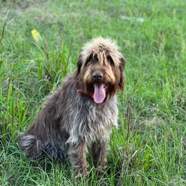 Wirehaired Pointing Griffon at Anderson K9 Kennels