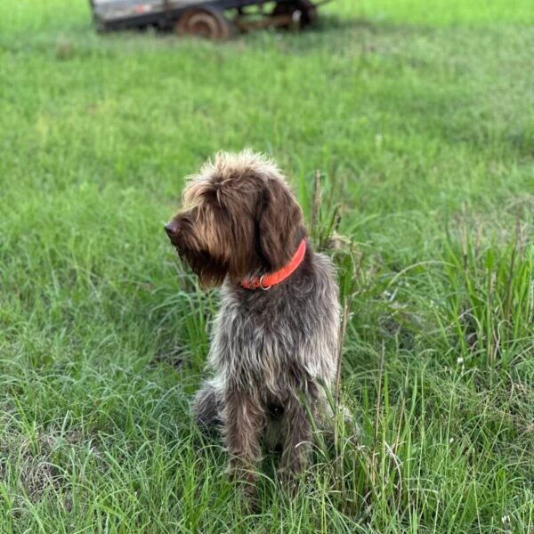 Wirehaired Pointing Griffon at Anderson K9 Kennels