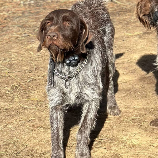 Wirehaired Pointing Griffon at Anderson K9 Kennels