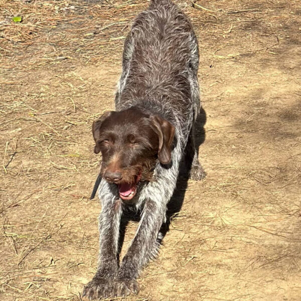 Wirehaired Pointing Griffon at Anderson K9 Kennels