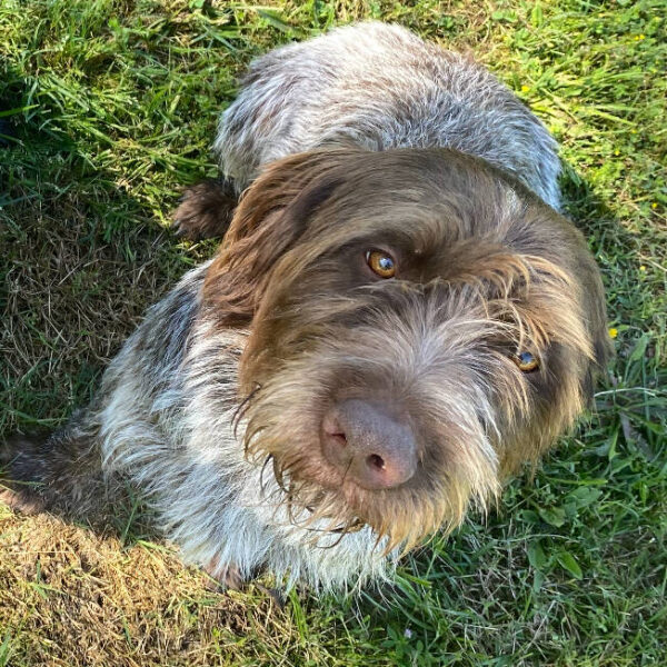 Wirehaired Pointing Griffon at Anderson K9 Kennels