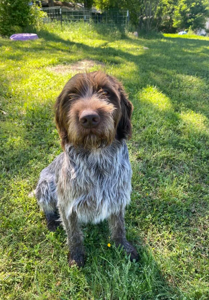 Wirehaired Pointing Griffon at Anderson K9 Kennels
