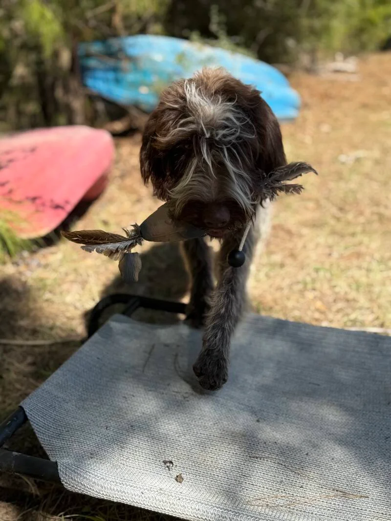 Wirehaired Pointing Griffon at Anderson K9 Kennels