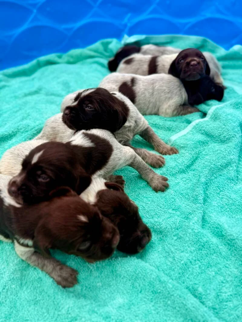 Wirehaired Pointing Griffon at Anderson K9 Kennels