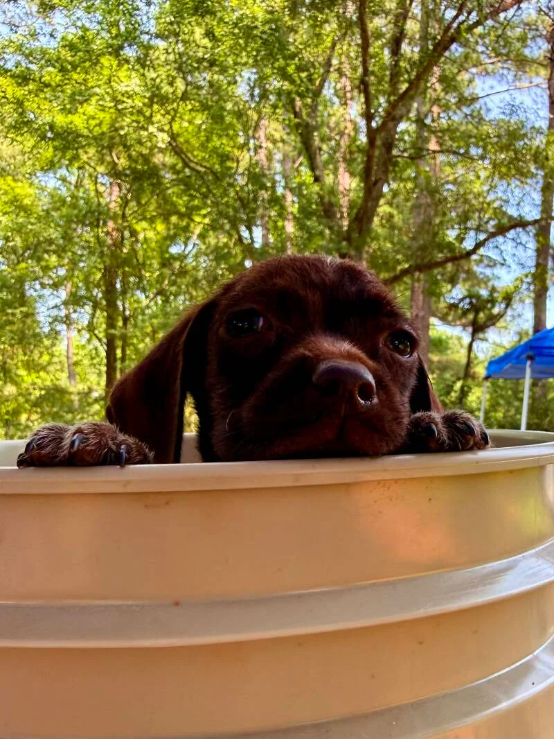 Wirehaired Pointing Griffon at Anderson K9 Kennels