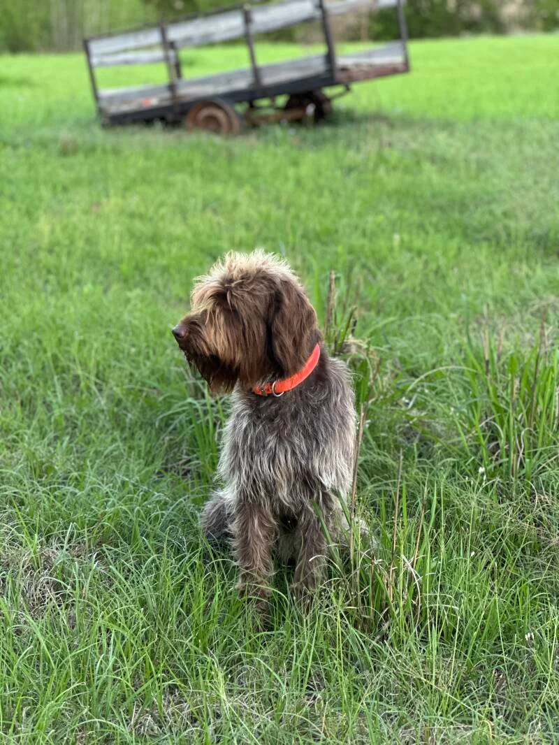 Wirehaired Pointing Griffon at Anderson K9 Kennels