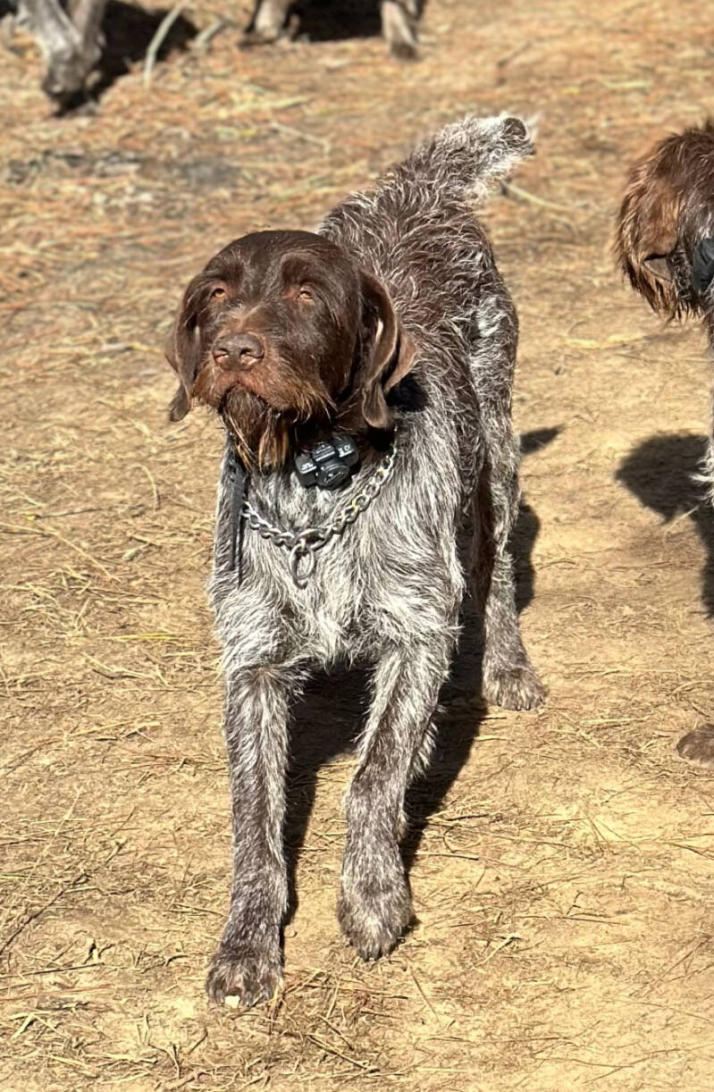 Wirehaired Pointing Griffon at Anderson K9 Kennels